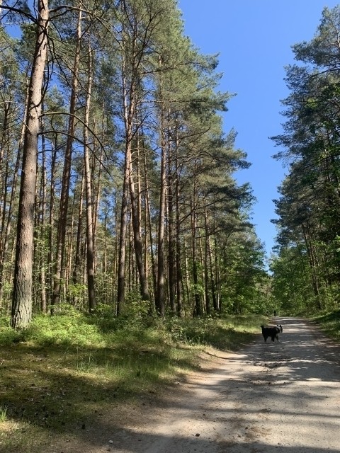 Spaziergang mit Hund durch die schöne Baaber Heide