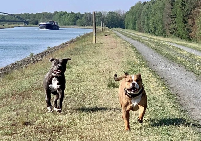 Alle Hunde willkommen - unabhängig von z.B. Rasse oder Größe