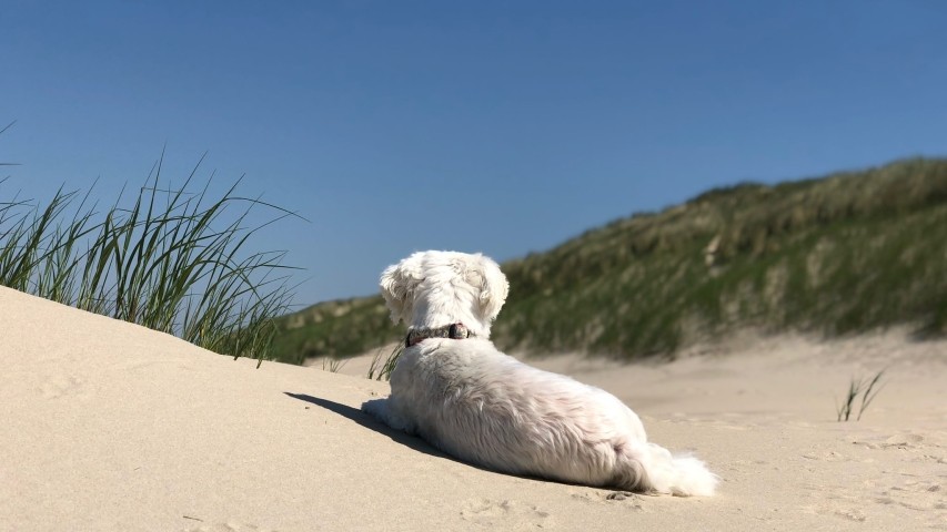 Dünenaussicht