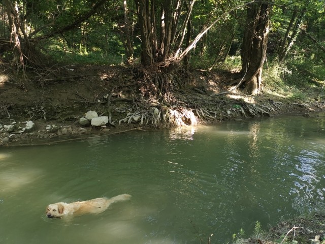 Viele Wasserstellen zum Baden 