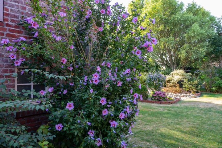 Im Garten