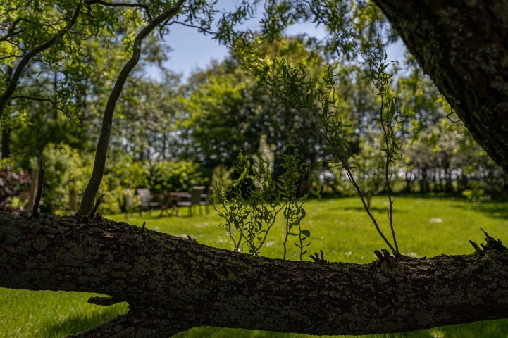 Im Garten 
