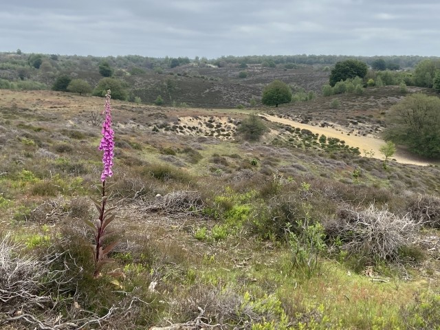 De Hoge Veluwe