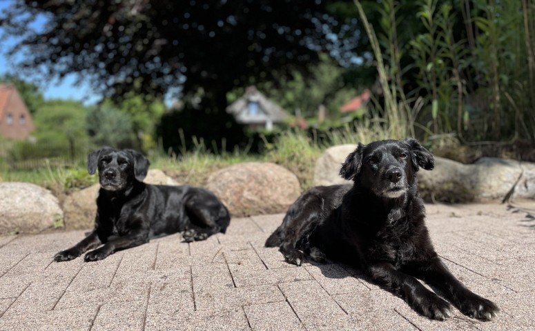 Hunde wohnen kostenlos