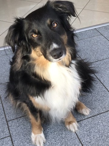 Unser Liebling Elvis