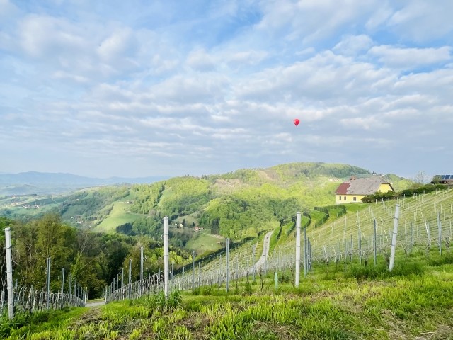Weinberg in Kitzeck mit Heißluftballon
