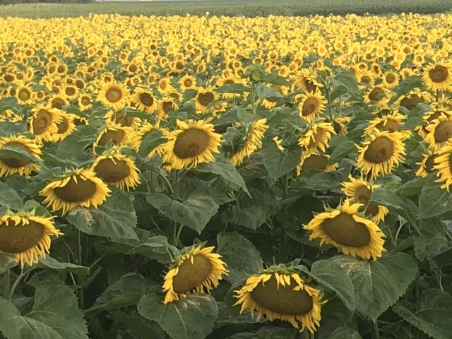 mein Sonnenblumenfeld