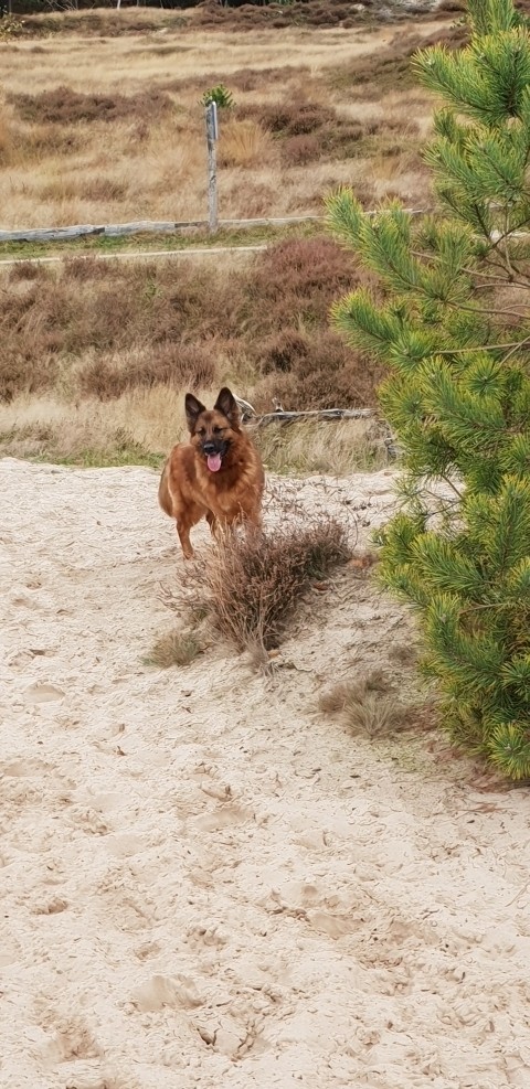 tolle Wanderwege in der Veluwe