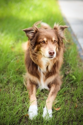 Paradehund
