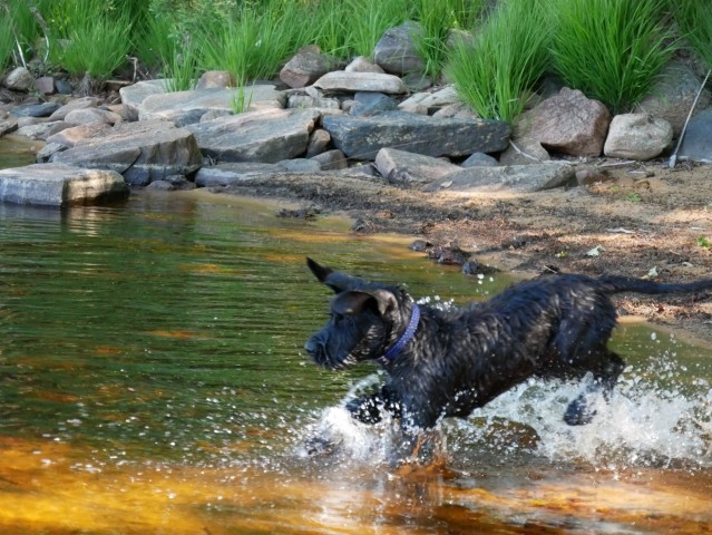 Urlaub MIT dem Hund und FÜR den Hund