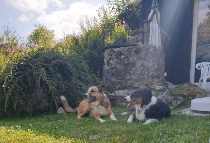 Hundeparadies