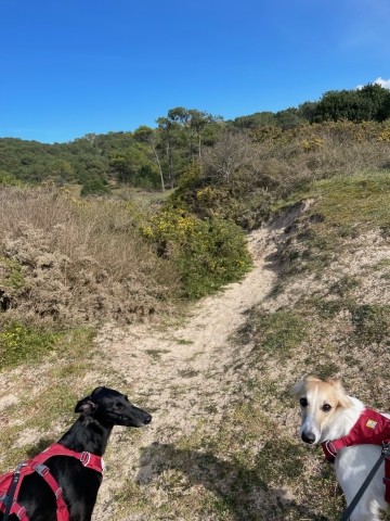 Durch die Dünen an den Strand