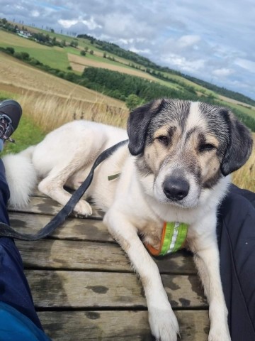 Gast Hund auf Wanderung 