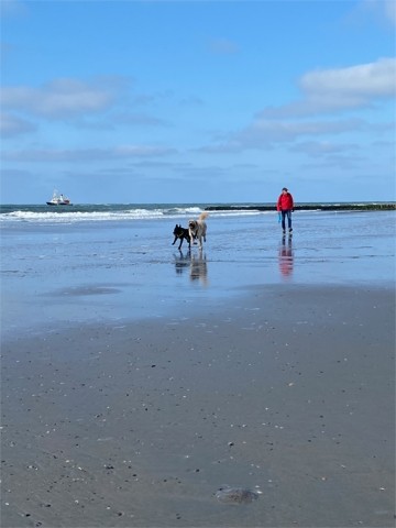Hundespaß am Strand von Norderney