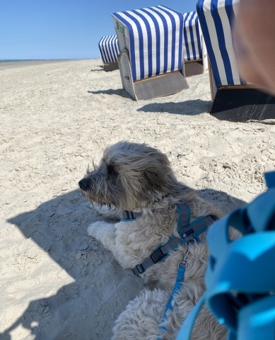 Ein Strandkorb ist was feines!