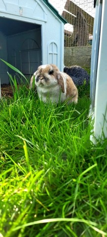 Kaninchen Fridolin