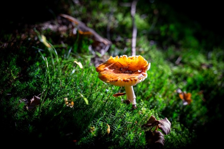  Natur pur