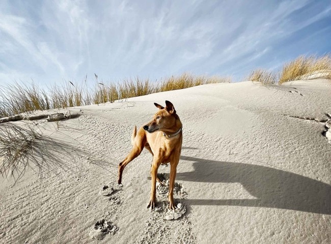 TIDE4 Ferienwohnung Amrum Dünen
