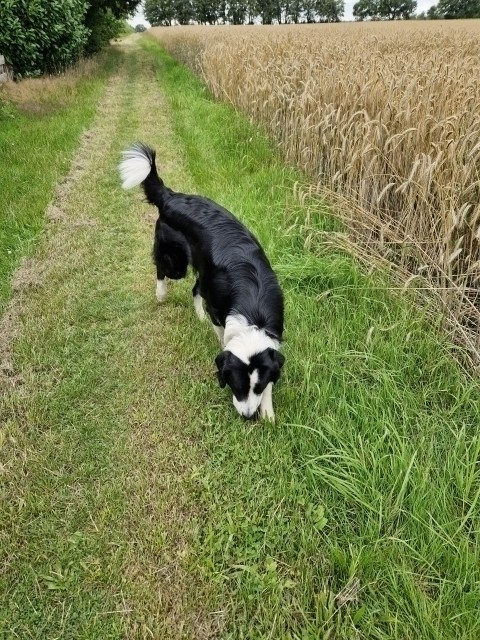 Unser Hund beim Spaziergang an den Feldern