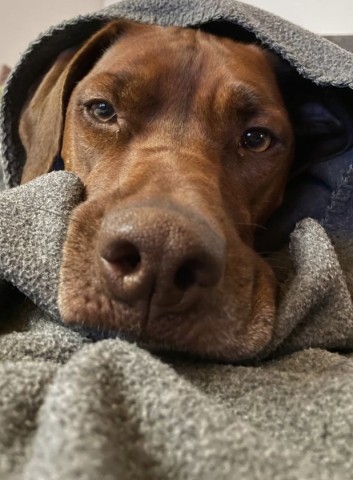 Hundebesuch