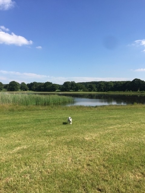 Der Lindhorster Teich hat Schwimmbesuch