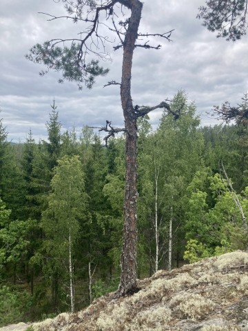 In den Wäldern Schwedens 