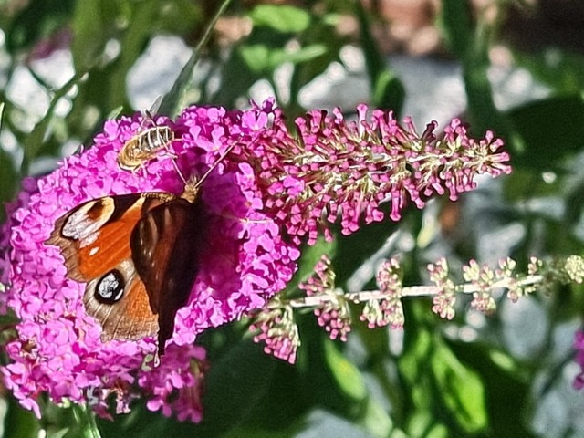 Insektenfreundliche Stauden