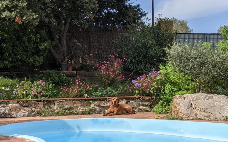 Hunderuhe am Pool