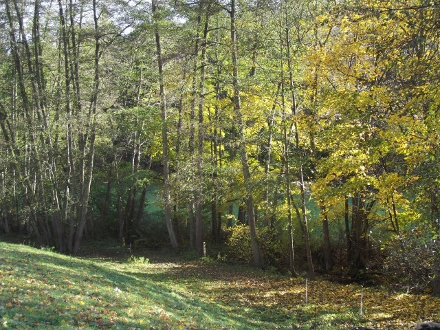 Blick auf die Bäume am Bach.