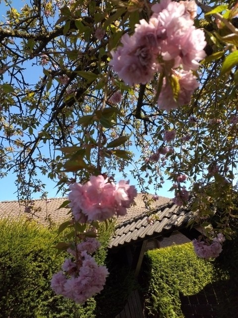 Kirchblüte am Tor