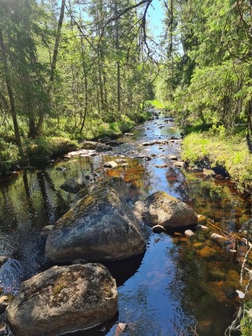 Bach im Wald