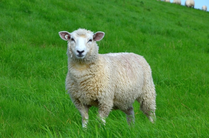 Deichschützer