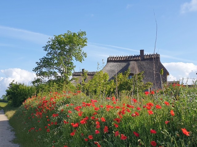 Mohnblüte im Sommer direkt vor der Tür