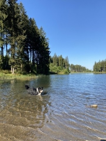 Badespass für Hunde