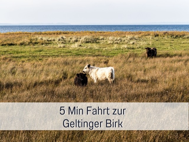 die Geltinger Birk mit Rindern und Wildpferden