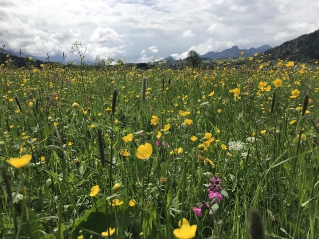 Frühlingswiese 