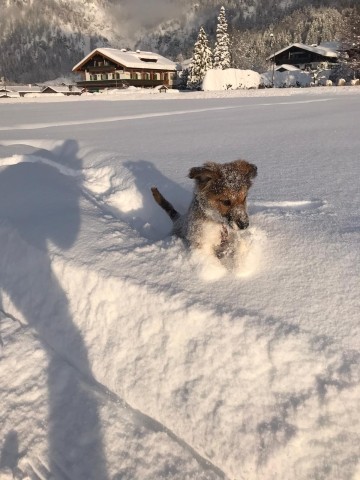 Welpe im Tiefschnee 