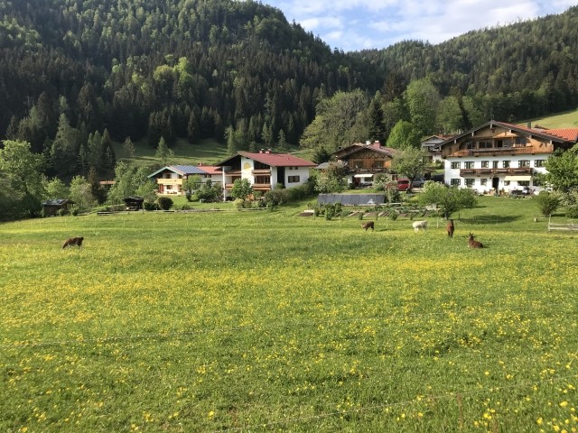Frühlingswiese 