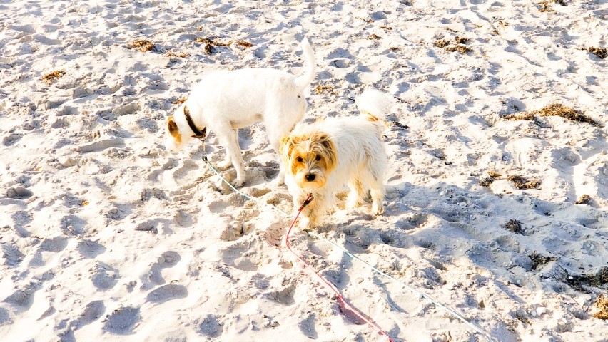 Vierbeiner am Strand