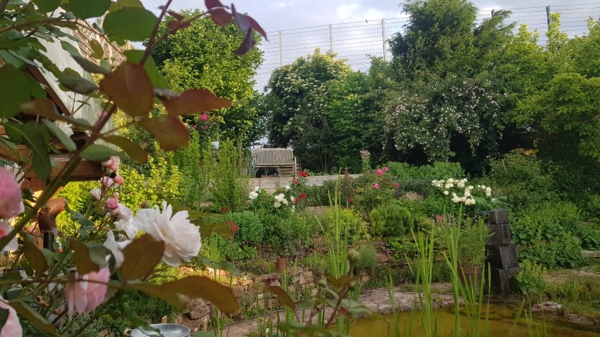 Garten im Sommer