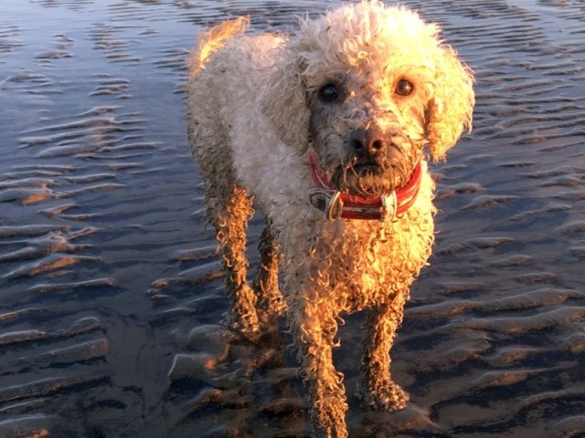 Wattpudel :)