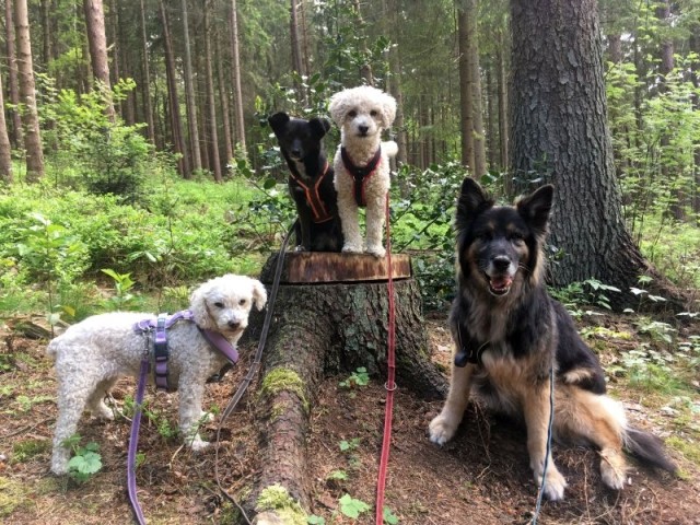 im Wingster Zauberwald