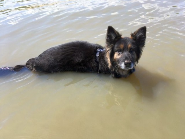 in der Elbe