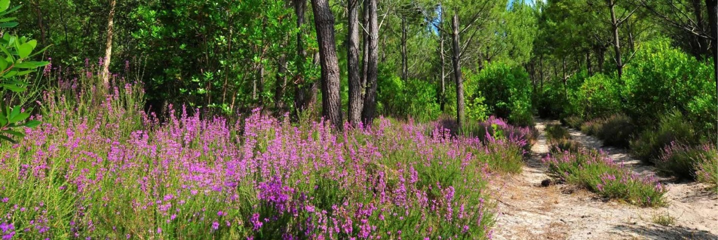 Landaiser Wald