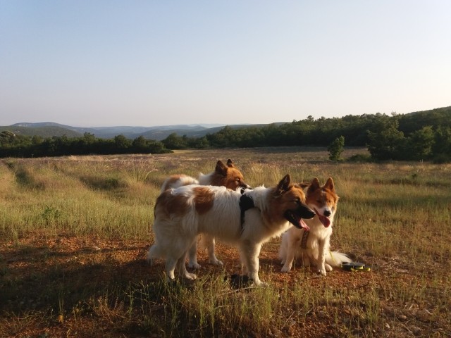 Abendspaziergang mit Gustav, Emil und Freddy nahe Lardiers