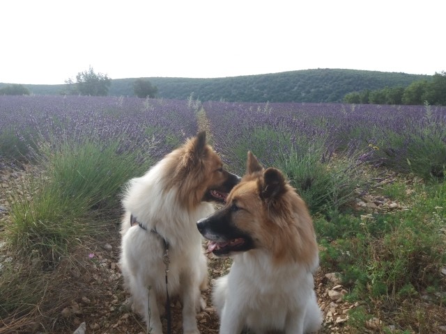 unsere Elos Gustav und Emil