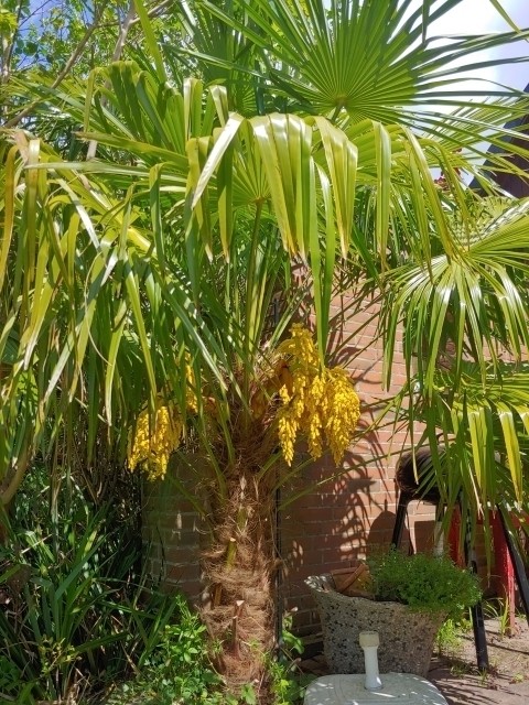 Hanfpalme in Blüte