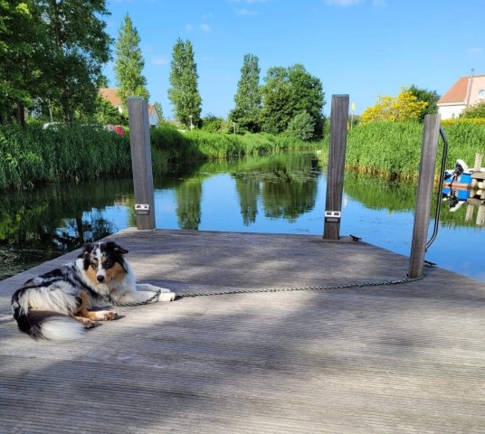 Hund sind herzlich Willkommen