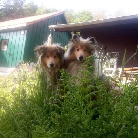 unsere zwei Collie-Mädchen