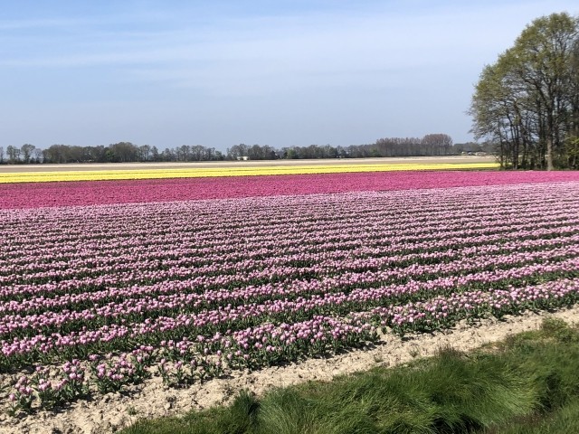 Tulpen in Mai